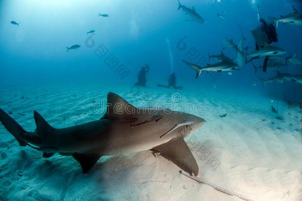 柠檬鲨鱼和加勒比海礁鲨鱼在指已提到的人<strong>巴哈马</strong>群岛