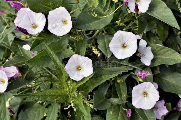 花关于旋花类植物,宏指令