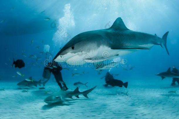 老虎鲨鱼在老虎beach,巴哈马群岛