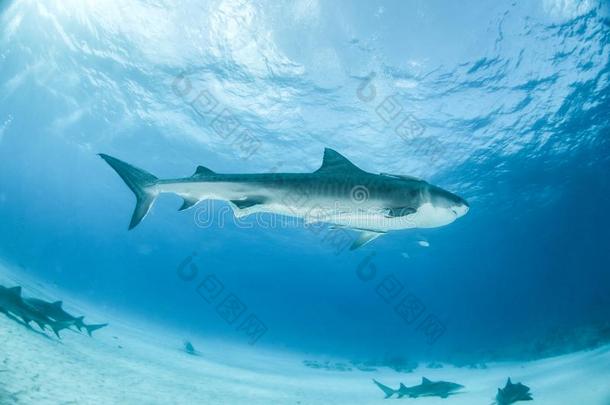老虎鲨鱼在老虎beach,巴哈马群岛