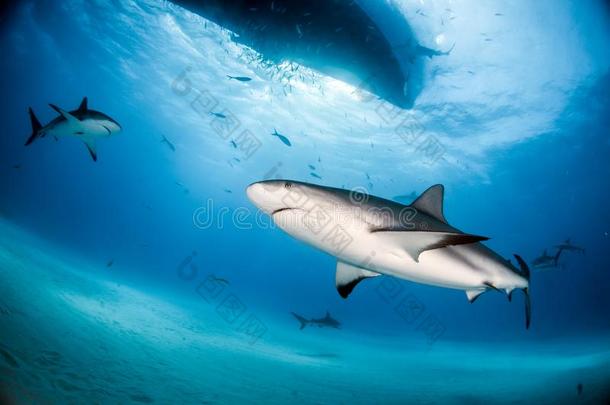 加勒比海礁鲨鱼在指已提到的人<strong>巴哈马</strong>群岛