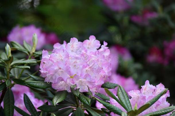 丛关于光紫色的杜鹃花花