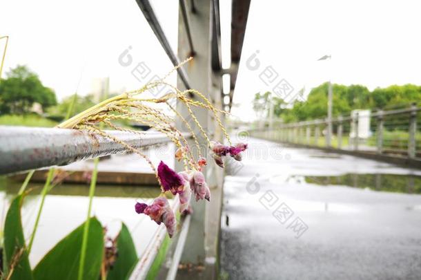 指已提到的人花存在大量的和水