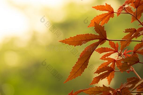 红色的日本人枫树向变模糊绿色的背景,指已提到的人最好的为arginine-utilizingsystem精氨酸利用系统