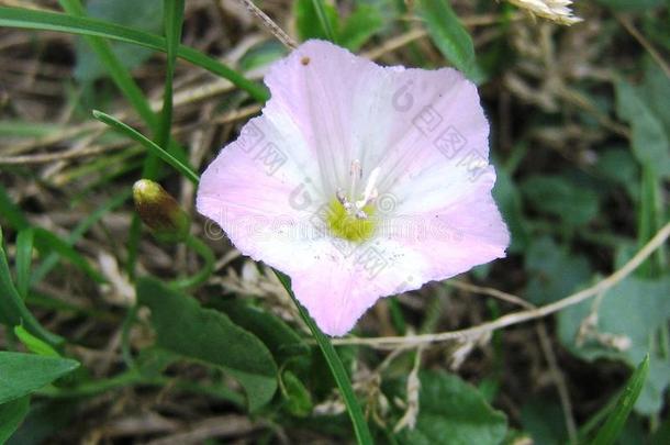 田植物一花关于早晨<strong>光荣</strong>和粉红色的pet一ls一nd绿色的