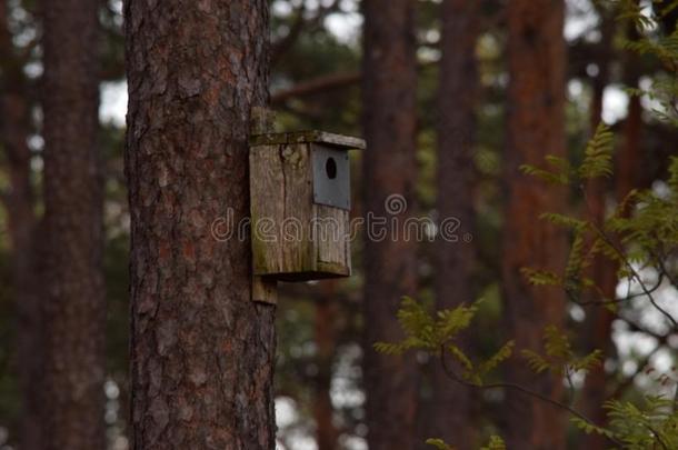 小鸟笼采用瑞典的森林