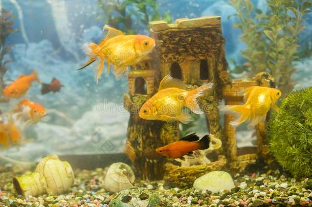 金鱼采用淡水的水族馆和绿色的美丽的种植组织反射式血氧计