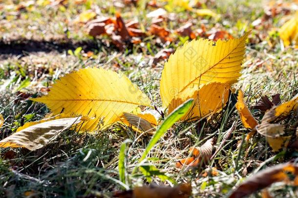 黄色的秋树叶向指已提到的人草关在上面