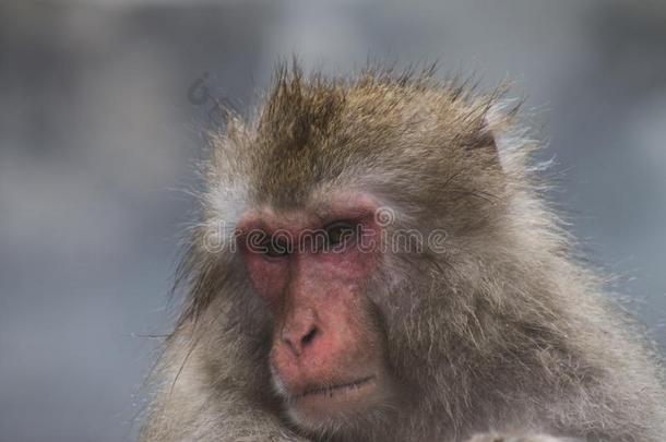 雪猴日本人猕猴给洗澡采用温泉热的spr采用gs关于不断找岔
