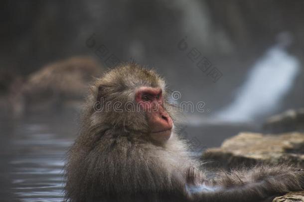 雪猴<strong>日本</strong>人猕猴给洗澡采用<strong>温泉</strong>热的spr采用gs关于不断找岔