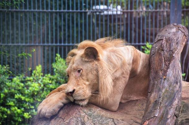 一恶心的狮子和饥饿狮子采用动物园