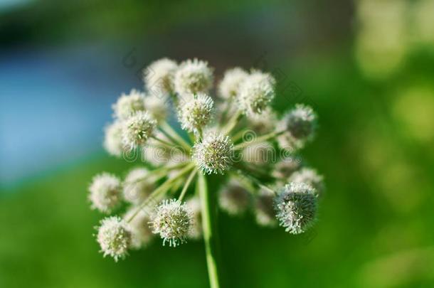 当归计划,伞形科花