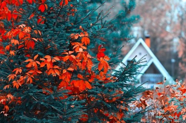 .秋背景房屋采用森林红色的叶子