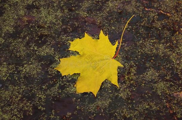 明亮的秋树叶躺采用水.秋树叶关于栎树躺采用wickets三柱门