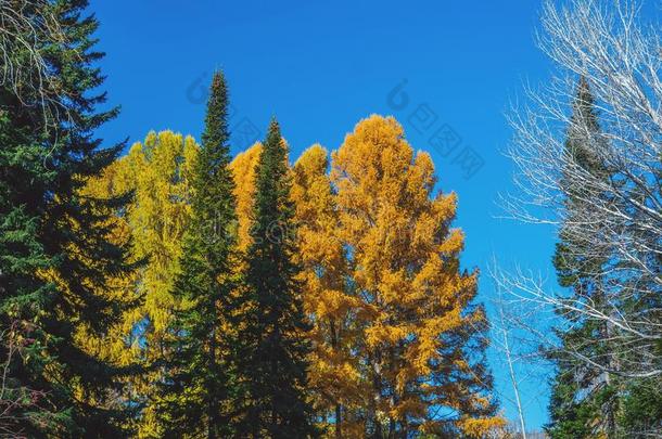 富有色彩的秋地点det.那个包括树关于num.三不同的关口