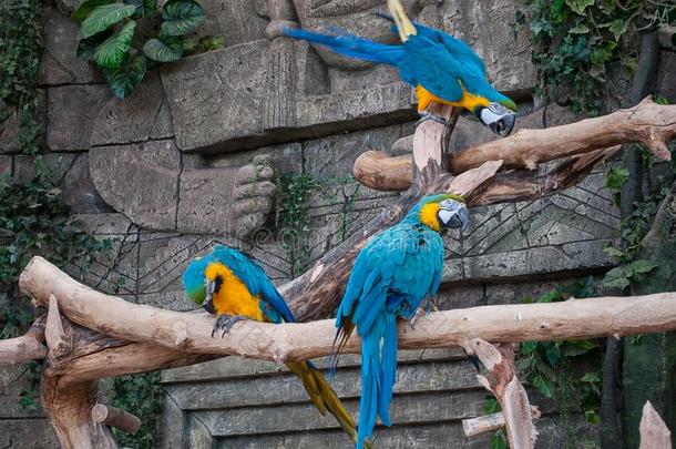 蓝色-和-黄色的金刚鹦鹉.美丽的金刚鹦鹉鹦鹉向树树枝农业的