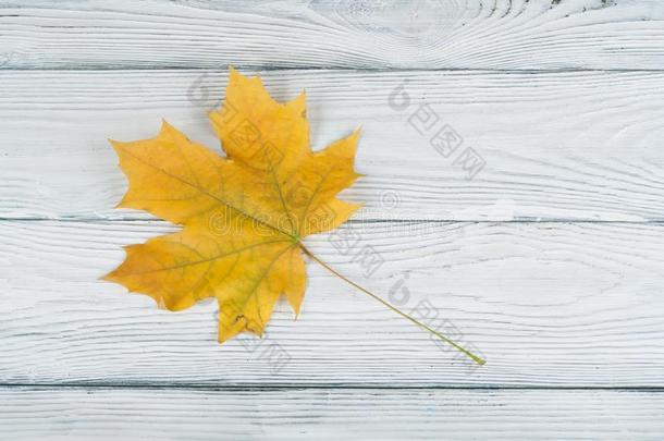 富有色彩的秋树叶向木制的背景,复制品空间为文本
