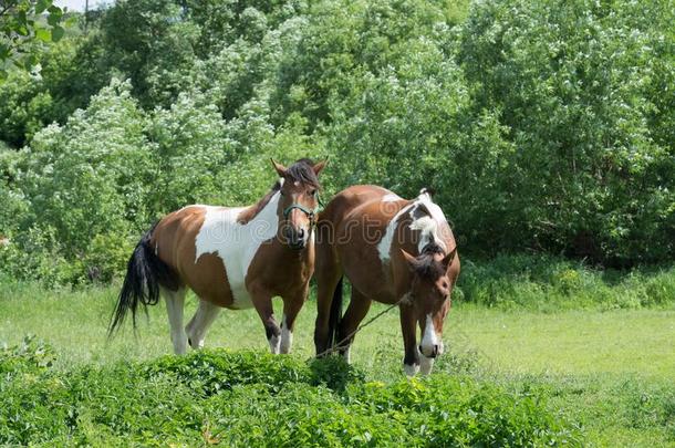 两个马放牧采用一me一dow向一和煦的：照到阳光的夏d一y