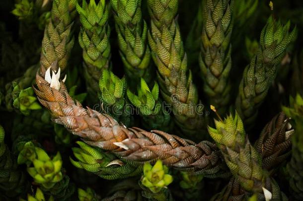 植物自然<strong>颤抖</strong>我们的知觉关于指已提到的人世界