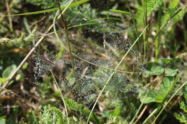 蜘蛛网采用小滴关于水珠