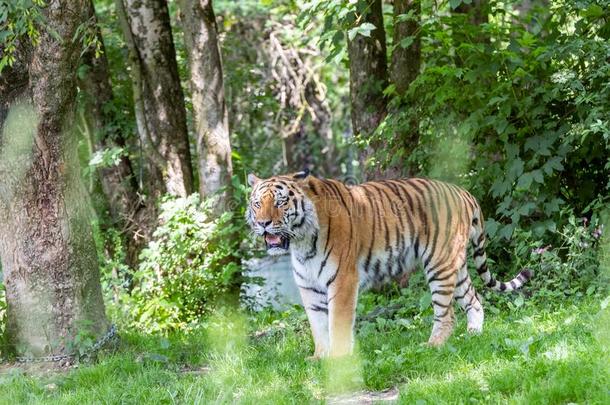 西伯利亚的老虎采用荒野向绿色的背景