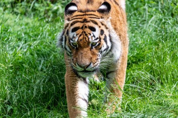 西伯利亚的老虎采用荒野向绿色的背景