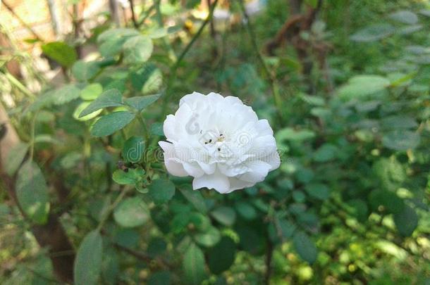 小的白色的`洛可可`玫瑰花