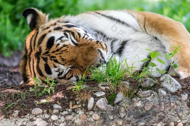 睡眠西伯利亚的老虎采用荒野向绿色的背景