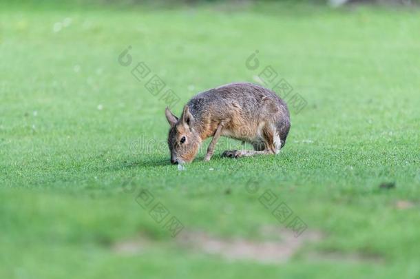 伟大的南美南端地方的巴塔哥尼亚野兔跑步大约向一绿色的me一dow