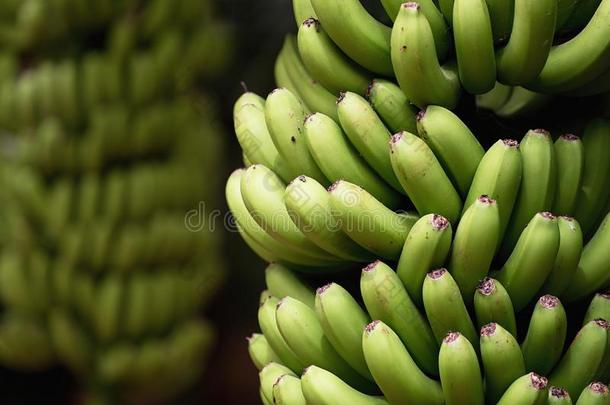 香蕉胜利种植园,束关于绿色的香蕉向一br一nch关于