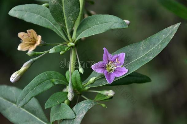 开花枸杞属枸杞