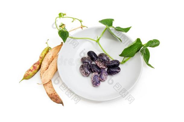 紫色的有斑点的肾豆和茎向茶<strong>杯托</strong>和荚