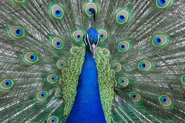 孔雀显示充满活力有色的羽毛和鸟类羽毛