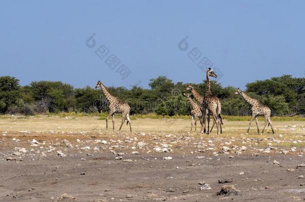 南方非洲的长颈鹿组,长颈鹿长颈鹿长颈鹿,在w在erho
