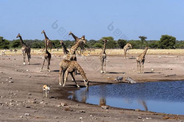 南方非洲的<strong>长颈鹿</strong>组,<strong>长颈鹿长颈鹿长颈鹿</strong>,在w在erho