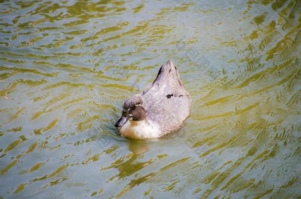 鸭子游泳采用湖.一野生的鸭子彩车采用一池塘.对空速射炮鸭子