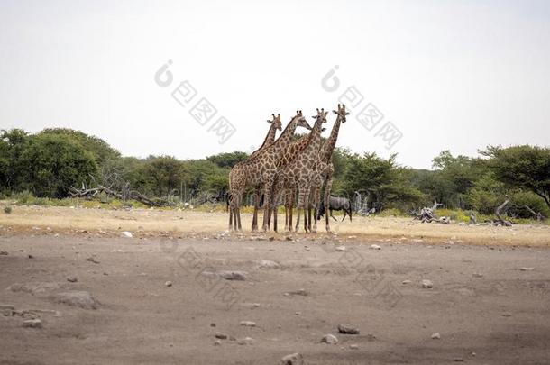 南方非洲的长颈鹿组,长颈鹿长颈鹿长颈鹿,在w在erho