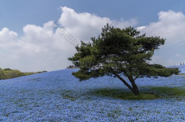 喜林草属植物花花园在<strong>日立</strong>海滨公园,茨城,黑色亮漆.