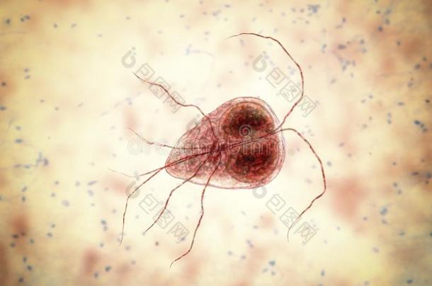 梨形鞭毛虫属<strong>肠胃</strong>病原生动物