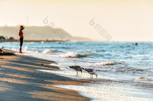 沙的海滩海岸线在黑的海海岸和海鸥喝饮料