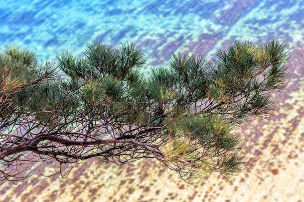 风景优美的风景关于松树树树枝向蓝色海底部后台