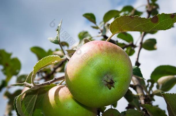 苹果树.苹果树和小的自然的苹果