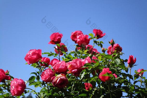 甜的明亮的红色的玫瑰在斯坦利公园玫瑰花园,加拿大,2018