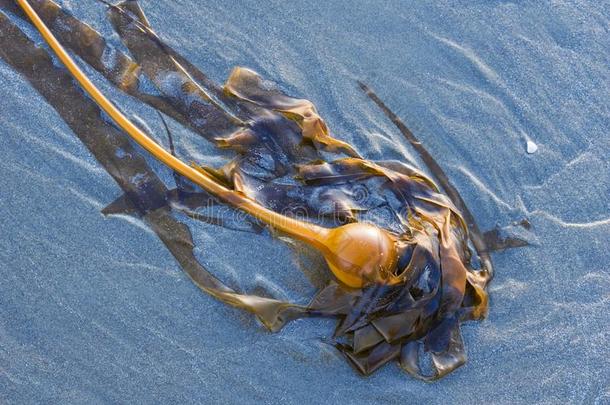 公牛大型褐藻洗过的上岸.范库弗峰岛,不列颠的哥伦比亚,aux.能够
