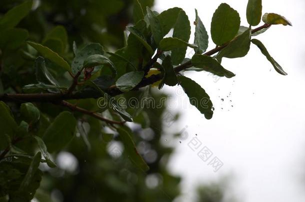 看台关于恶棍赶上雨落下同样地如果他/她/它们是暂停的采用