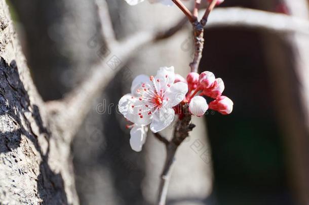 特写镜头关于李子花,白色的颜色