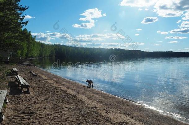 狗漫游的<strong>大约</strong>在芬兰的湖采用夏