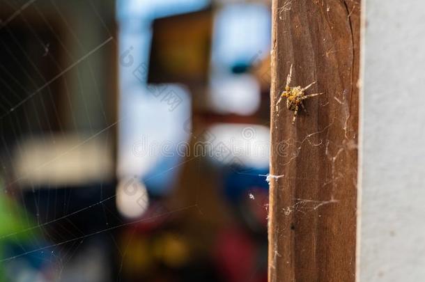 极小的蜘蛛一次向指已提到的人门框架