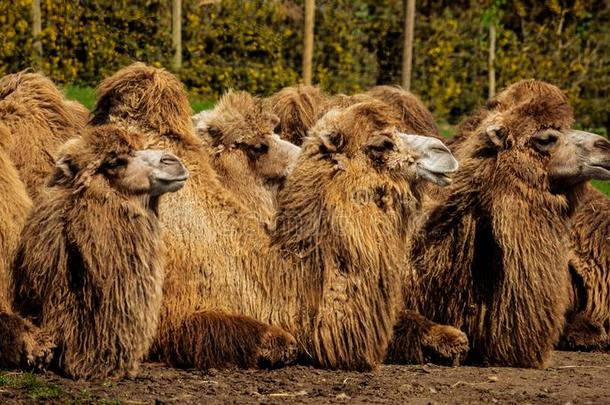 bactriancamel<strong>双峰</strong>驼浮筒<strong>双峰</strong>驼巴克里纳斯