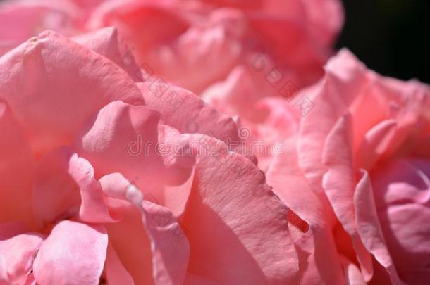 富有色彩的背景幕布.玫瑰花花束酿酒的背景.植物群